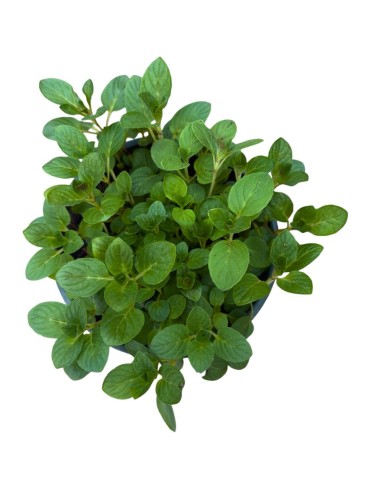 MENTA LIMONE Vaso 14 cm: Freschezza Agrumata in Cucina