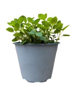 MENTA LIMONE Vaso 14 cm: Freschezza Agrumata in Cucina