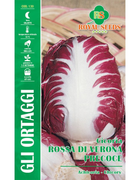 CICORIA ROSSA DI VERONA - PRECOCE MAXI