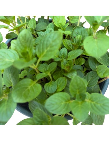 MENTA LIMONE Vaso 14 cm: Freschezza Agrumata in Cucina