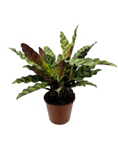 CALATHEA LANCIFOLIA "Rattlesnake" foglie lanceolate