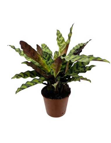 CALATHEA LANCIFOLIA "Rattlesnake" foglie lanceolate