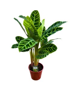 CALATHEA ZEBRINA: La Pianta tigre per un interno tropicale