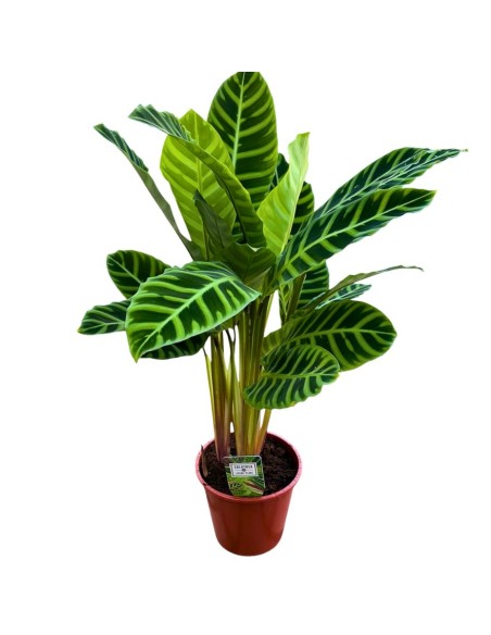 CALATHEA ZEBRINA: La Pianta tigre per un interno tropicale