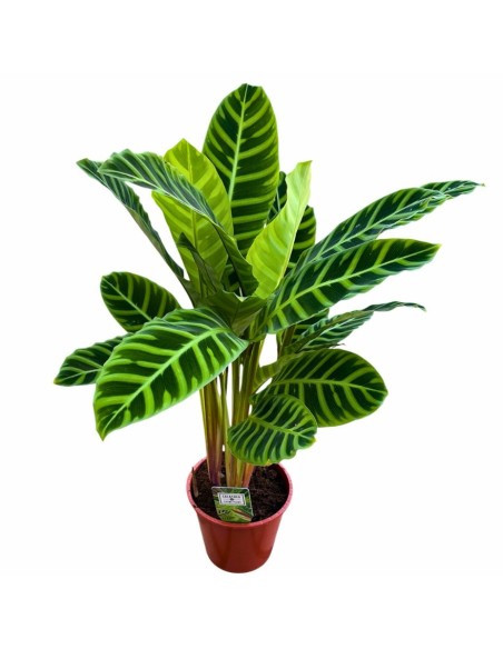 CALATHEA ZEBRINA: La Pianta tigre per un interno tropicale