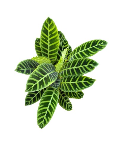 CALATHEA ZEBRINA: La Pianta tigre per un interno tropicale