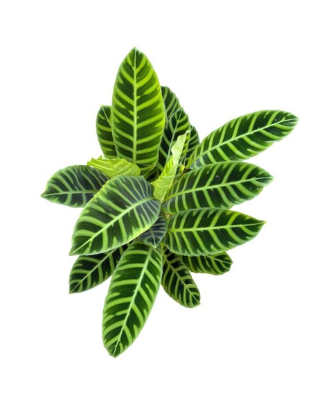 CALATHEA ZEBRINA: La Pianta tigre per un interno tropicale