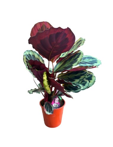 CALATHEA SHINESTAR: Eleganza purificante per i tuoi interni