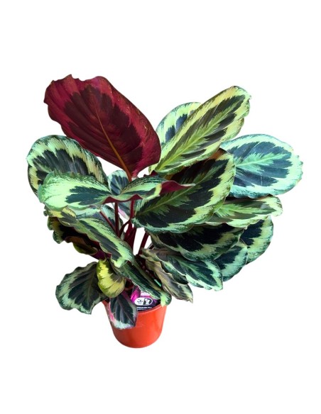CALATHEA SHINESTAR: Eleganza purificante per i tuoi interni