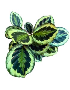 CALATHEA SHINESTAR: Eleganza purificante per i tuoi interni