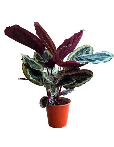 CALATHEA SHINESTAR: Eleganza purificante per i tuoi interni