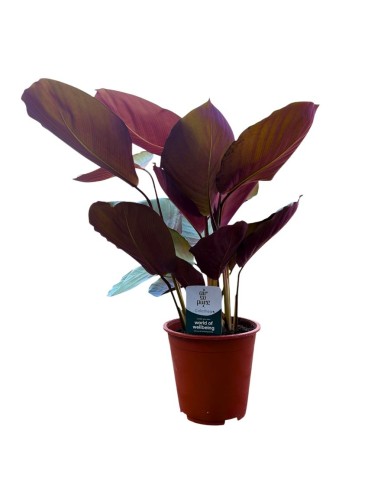 CALATHEA SILVER PLATE: Eleganza argentata per i tuoi interni
