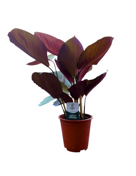 CALATHEA SILVER PLATE: Eleganza argentata per i tuoi interni