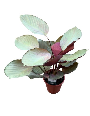 CALATHEA SILVER PLATE: Eleganza argentata per i tuoi interni
