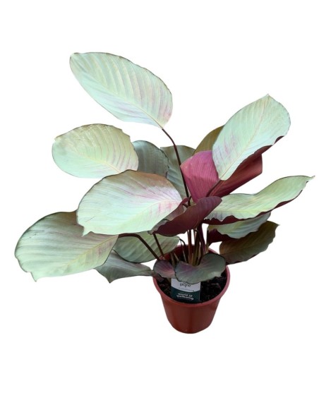 CALATHEA SILVER PLATE: Eleganza argentata per i tuoi interni