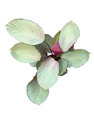 CALATHEA SILVER PLATE: Eleganza argentata per i tuoi interni