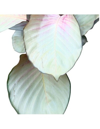 CALATHEA SILVER PLATE: Eleganza argentata per i tuoi interni