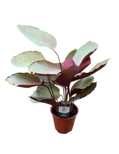 CALATHEA SILVER PLATE: Eleganza argentata per i tuoi interni