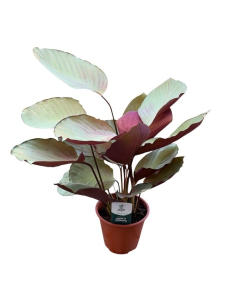 CALATHEA SILVER PLATE: Eleganza argentata per i tuoi interni