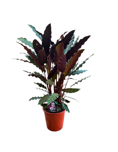 CALATHEA RUFIBARBA 'WAVESTAR': Pianta vellutata elegante