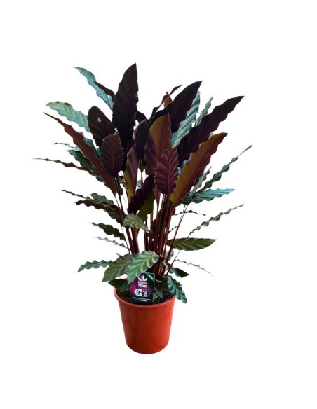 CALATHEA RUFIBARBA 'WAVESTAR': Pianta vellutata elegante