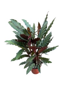 CALATHEA RUFIBARBA 'WAVESTAR': Pianta vellutata elegante