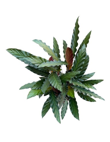 CALATHEA RUFIBARBA 'WAVESTAR': Pianta vellutata elegante