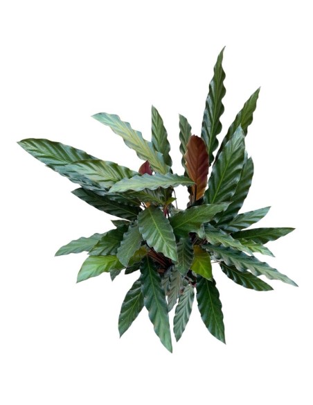 CALATHEA RUFIBARBA 'WAVESTAR': Pianta vellutata elegante