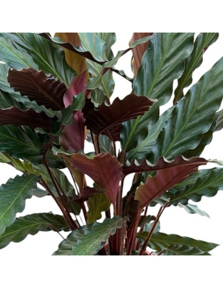 CALATHEA RUFIBARBA 'WAVESTAR': Pianta vellutata elegante