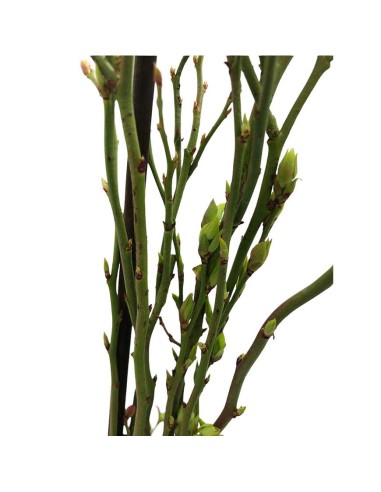 Mirtillo Bluecrop: Il Gigante Dolce più Produttivo in Vaso