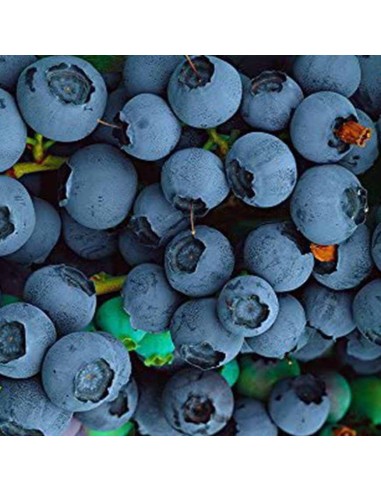 Mirtillo Bluecrop: Il Gigante Dolce più Produttivo in Vaso