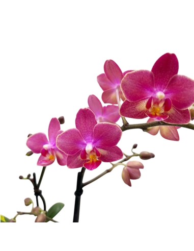 ORCHIDEA PHALAENOPSIS PORPORA AROMIO FRESH
