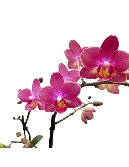 ORCHIDEA PHALAENOPSIS PORPORA AROMIO FRESH
