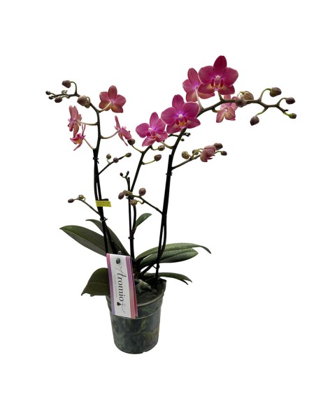 ORCHIDEA PHALAENOPSIS PORPORA AROMIO FRESH