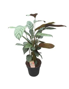 CALATHEA GREEN FLAG: Eleganza tropicale e foglie argentee