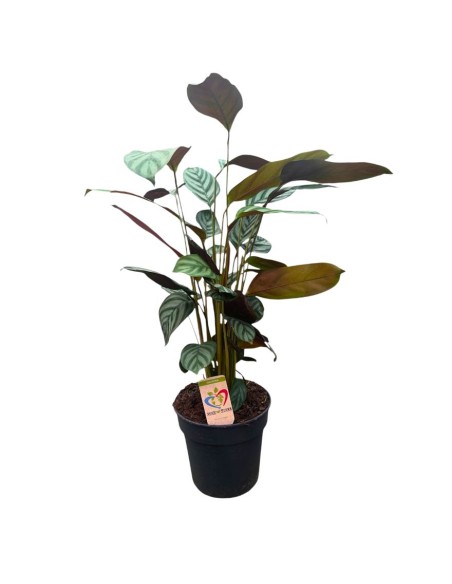 CALATHEA GREEN FLAG: Eleganza tropicale e foglie argentee