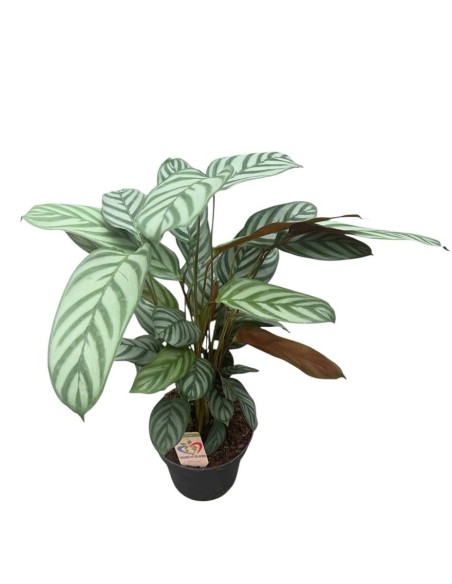 CALATHEA GREEN FLAG: Eleganza tropicale e foglie argentee