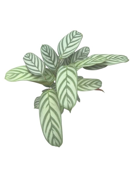 CALATHEA GREEN FLAG: Eleganza tropicale e foglie argentee