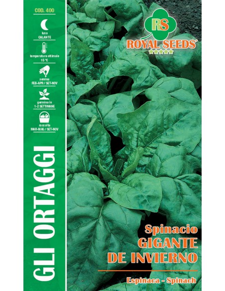 SPINACIO GIGANTE DE INVIERNO MAXI