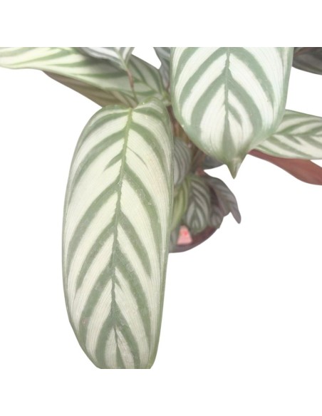 CALATHEA GREEN FLAG: Eleganza tropicale e foglie argentee