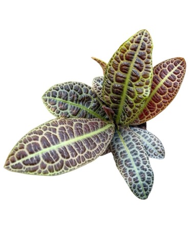 LABISIA OBTUSIFOLIA KURA KURA : Eleganza tropicale rara