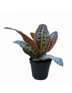 LABISIA OBTUSIFOLIA KURA KURA : Eleganza tropicale rara