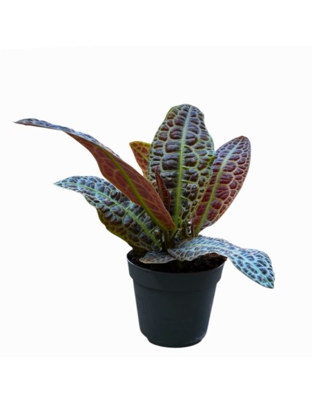 LABISIA OBTUSIFOLIA KURA KURA : Eleganza tropicale rara