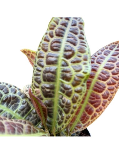 LABISIA OBTUSIFOLIA KURA KURA : Eleganza tropicale rara