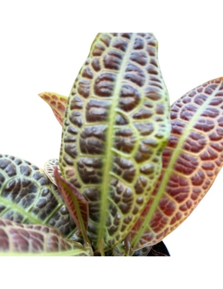 LABISIA OBTUSIFOLIA KURA KURA : Eleganza tropicale rara