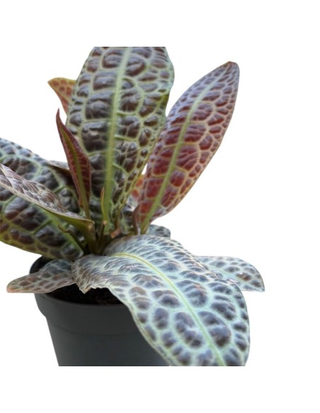 LABISIA OBTUSIFOLIA KURA KURA : Eleganza tropicale rara