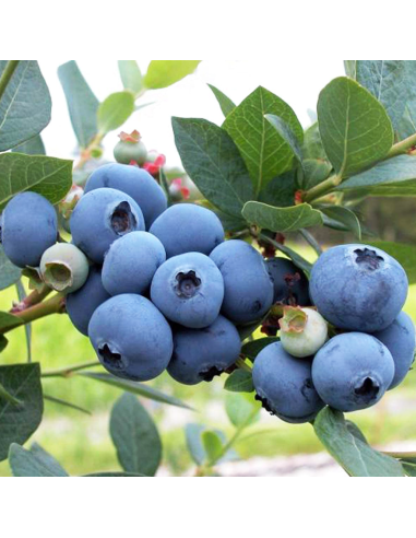 Mirtillo gigante Chandler frutti enormi e dolci nel tuo orto