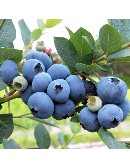 Mirtillo gigante Chandler frutti enormi e dolci nel tuo orto