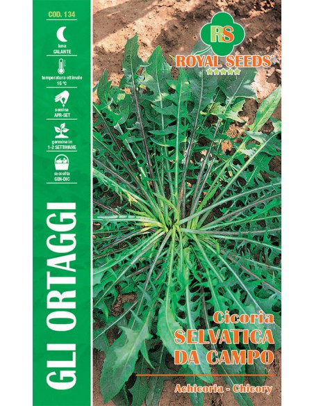 CICORIA SELVATICA DA CAMPO MAXI
