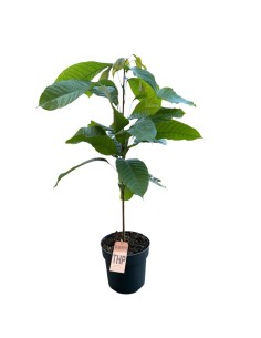 PIANTA DEL CACAO (Theobroma cacao): Coltiva il cioccolato